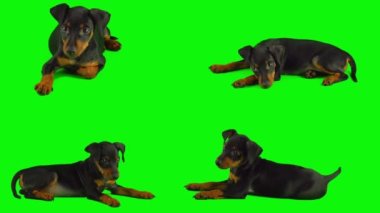 Köpek yavrusu yeşil arkaplan ekranında izole edildi