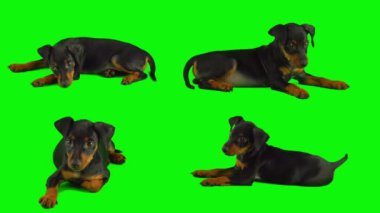 Köpek yavrusu yeşil arkaplan ekranında izole edildi