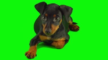 Köpek yavrusu yeşil arkaplan ekranında izole edildi