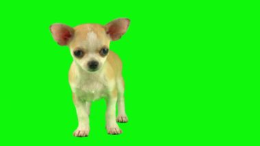 Köpek yavrusu yeşil arkaplan ekranında izole edildi