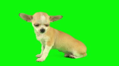 Köpek yavrusu yeşil arkaplan ekranında izole edildi