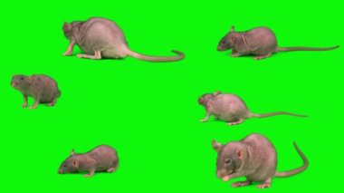 Sıçanlar yeşil arkaplan fare ekranında izole edildi