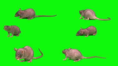 Sıçanlar yeşil arkaplan fare ekranında izole edildi