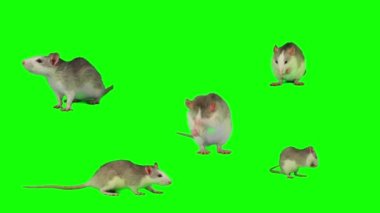 Sıçanlar yeşil arkaplan fare ekranında izole edildi