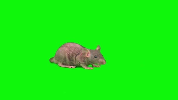 Ratten Geïsoleerd Groene Achtergrond Muisscherm — Stockvideo