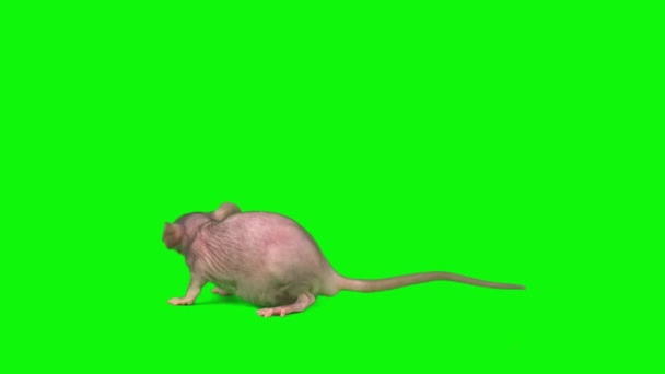 Ratten Isoliert Auf Grünem Mausbildschirm — Stockvideo