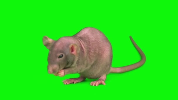 Råttor Som Isolerats Grön Bakgrund Mus Skärm — Stockvideo