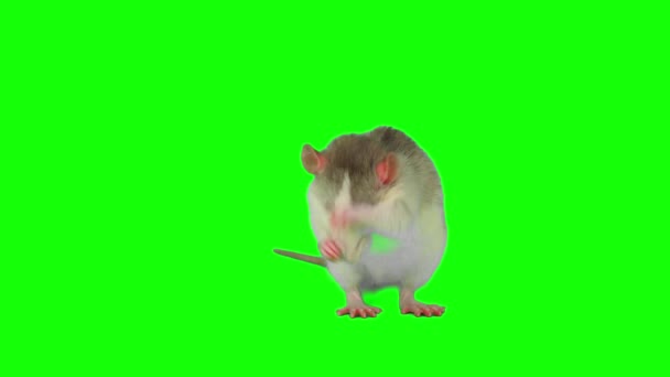 Набір Щурів Ізольований Зеленому Фоні Миші Екран — стокове відео