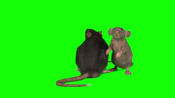 Крысы Изолированные Зеленом Фоне Экрана Мыши — стоковое видео