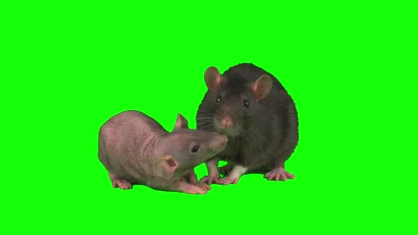Tikus Diisolasi Pada Layar Tetikus Latar Belakang Hijau — Stok Video