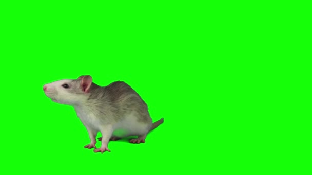在绿色背景鼠标屏幕上隔离的大鼠 — 图库视频影像