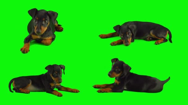 Pes Štěně Izolované Zeleném Pozadí Obrazovka Set — Stock video