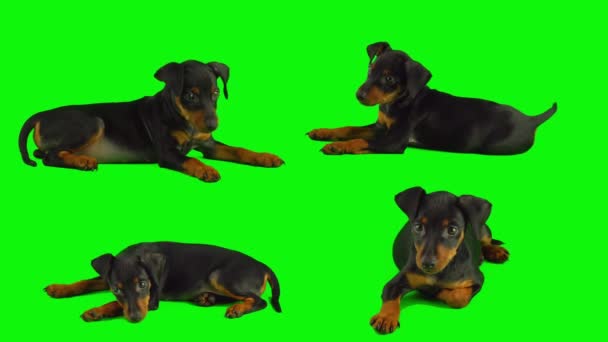 Cachorro Cão Isolado Tela Fundo Verde Definido — Vídeo de Stock