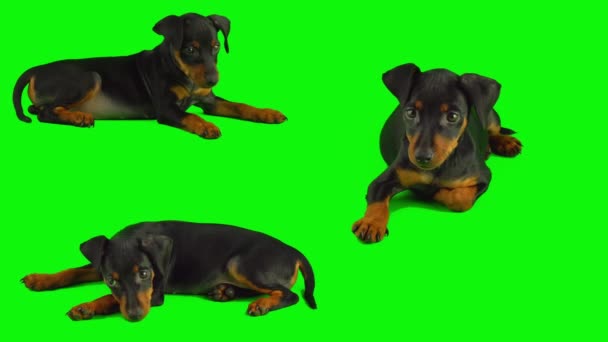 Anjing Diisolasi Latar Belakang Hijau — Stok Video
