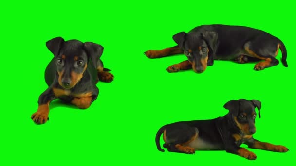Koiranpentu Eristetty Vihreällä Taustakankaalla Asetettu — kuvapankkivideo