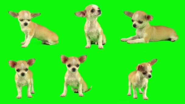 Koiranpentu Eristetty Vihreällä Taustakankaalla Asetettu — kuvapankkivideo
