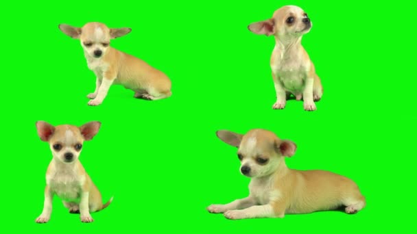 Cachorro Cão Isolado Tela Fundo Verde Definido — Vídeo de Stock