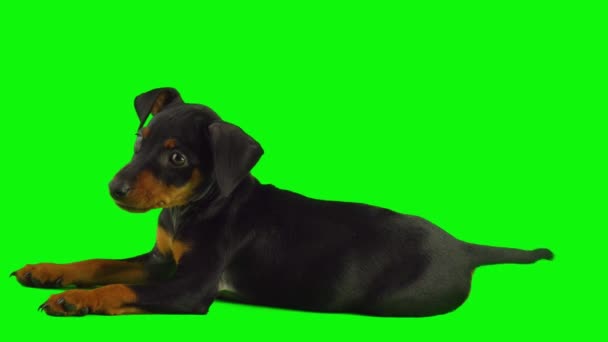 Цуценя Собаки Ізольовано Зеленому Фоні Набір Екрану — стокове відео