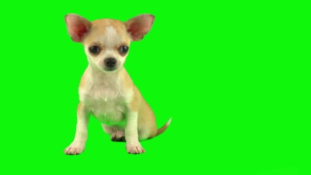 Pies Szczeniak Izolowany Zielonym Tle Zestaw Ekranu — Wideo stockowe