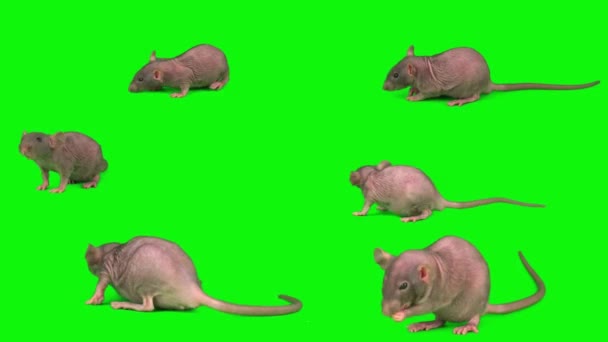 緑の背景のマウス スクリーンで隔離されるラット セット — ストック動画