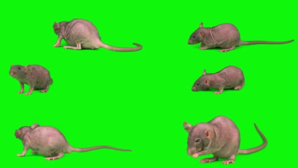 Krysy Nastavit Izolované Zeleném Pozadí Obrazovky Myši — Stock video