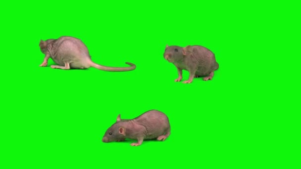 Ratten Geïsoleerd Groene Achtergrond Muisscherm — Stockvideo
