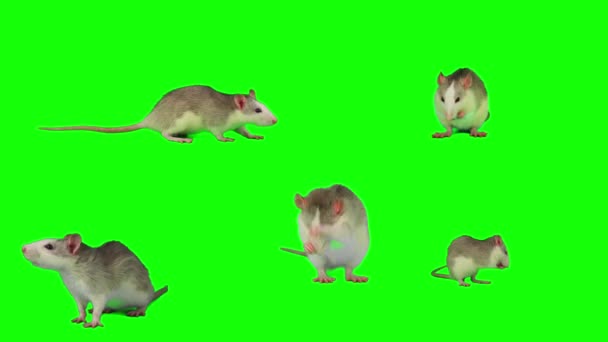 Sıçanlar Yeşil Arkaplan Fare Ekranında Izole Edildi — Stok video