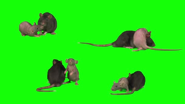 Крысы Изолированные Зеленом Фоне Экрана Мыши — стоковое видео