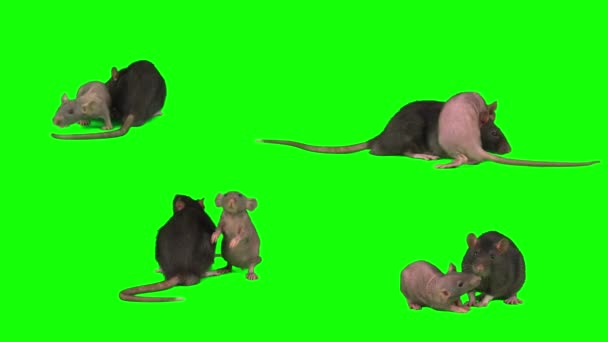 Rats Set Isolated Green Background Mouse Screen — Stock Video