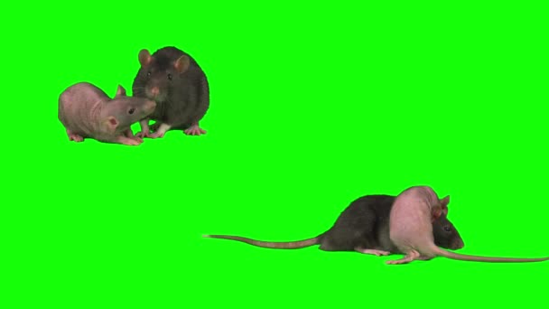 在绿色背景鼠标屏幕上隔离的大鼠 — 图库视频影像
