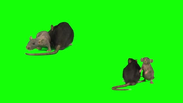 Rats Mis Isolé Sur Fond Vert Écran Souris — Video