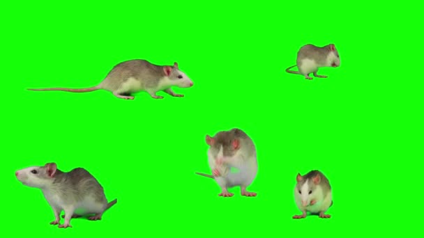Ratos Isolados Tela Mouse Fundo Verde — Vídeo de Stock