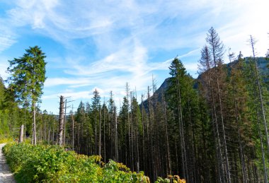 Dağ manzaralı orman manzarası Polonya Zakopane