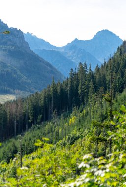 Dağ manzaralı orman manzarası Polonya Zakopane