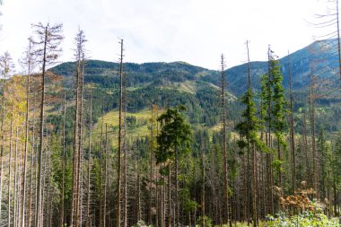 Dağ manzaralı orman manzarası Polonya Zakopane