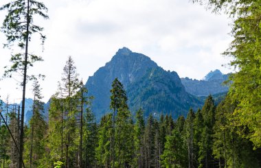 Dağ manzaralı orman manzarası Polonya Zakopane