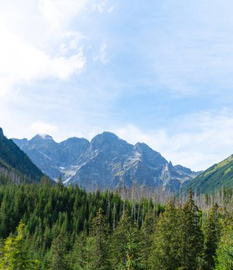 Dağ manzaralı orman manzarası Polonya Zakopane