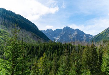 Dağ manzaralı orman manzarası Polonya Zakopane