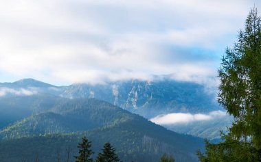 Dağ manzaralı orman manzarası Polonya Zakopane
