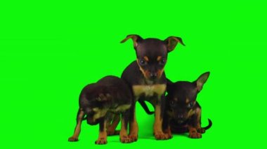 Köpek yeşil arkaplan köpek yavrusu setinde izole edildi