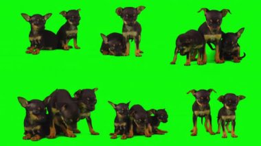 Köpek yeşil arkaplan köpek yavrusu setinde izole edildi
