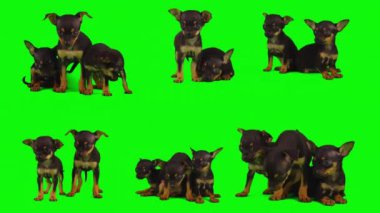 Köpek yeşil arkaplan köpek yavrusu setinde izole edildi