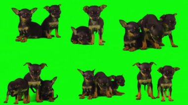 Köpek yeşil arkaplan köpek yavrusu setinde izole edildi