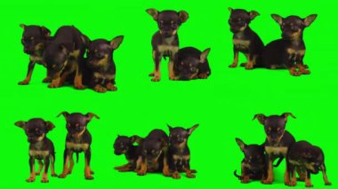 Köpek yeşil arkaplan köpek yavrusu setinde izole edildi