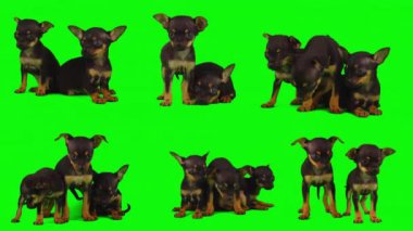 Köpek yeşil arkaplan köpek yavrusu setinde izole edildi