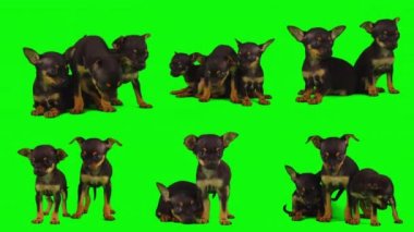 Köpek yeşil arkaplan köpek yavrusu setinde izole edildi