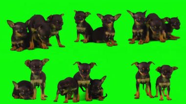 Köpek yeşil arkaplan köpek yavrusu setinde izole edildi