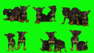 Köpek yeşil arkaplan köpek yavrusu setinde izole edildi