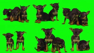 Köpek yeşil arkaplan köpek yavrusu setinde izole edildi
