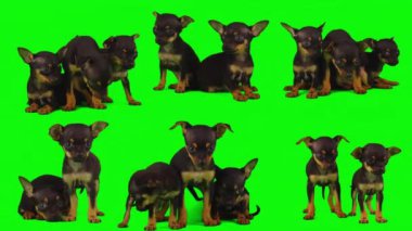 Köpek yeşil arkaplan köpek yavrusu setinde izole edildi